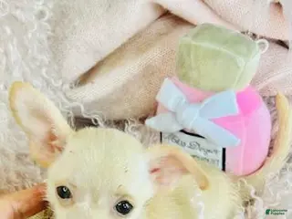 Chihuahua dogs Chihuahua Puppy 1 - Ad 19