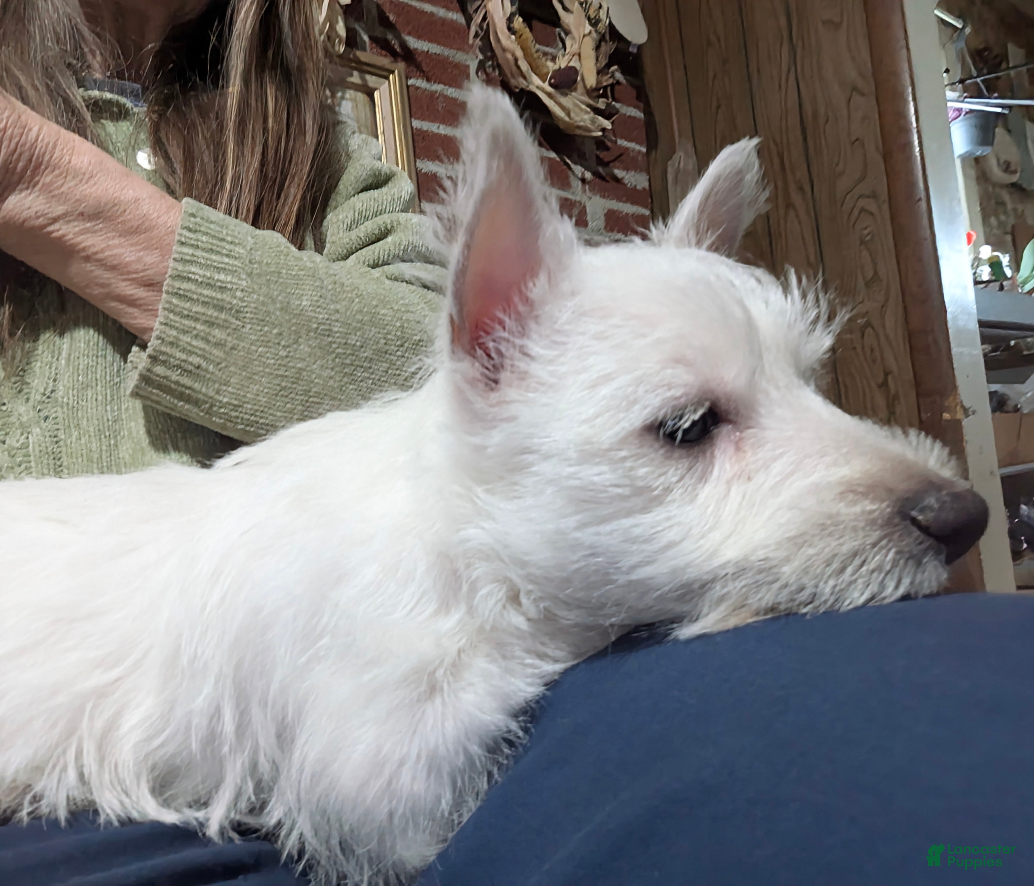 West Highland Terrier dogs West Highland Terrier Puppy 1 - Ad 1