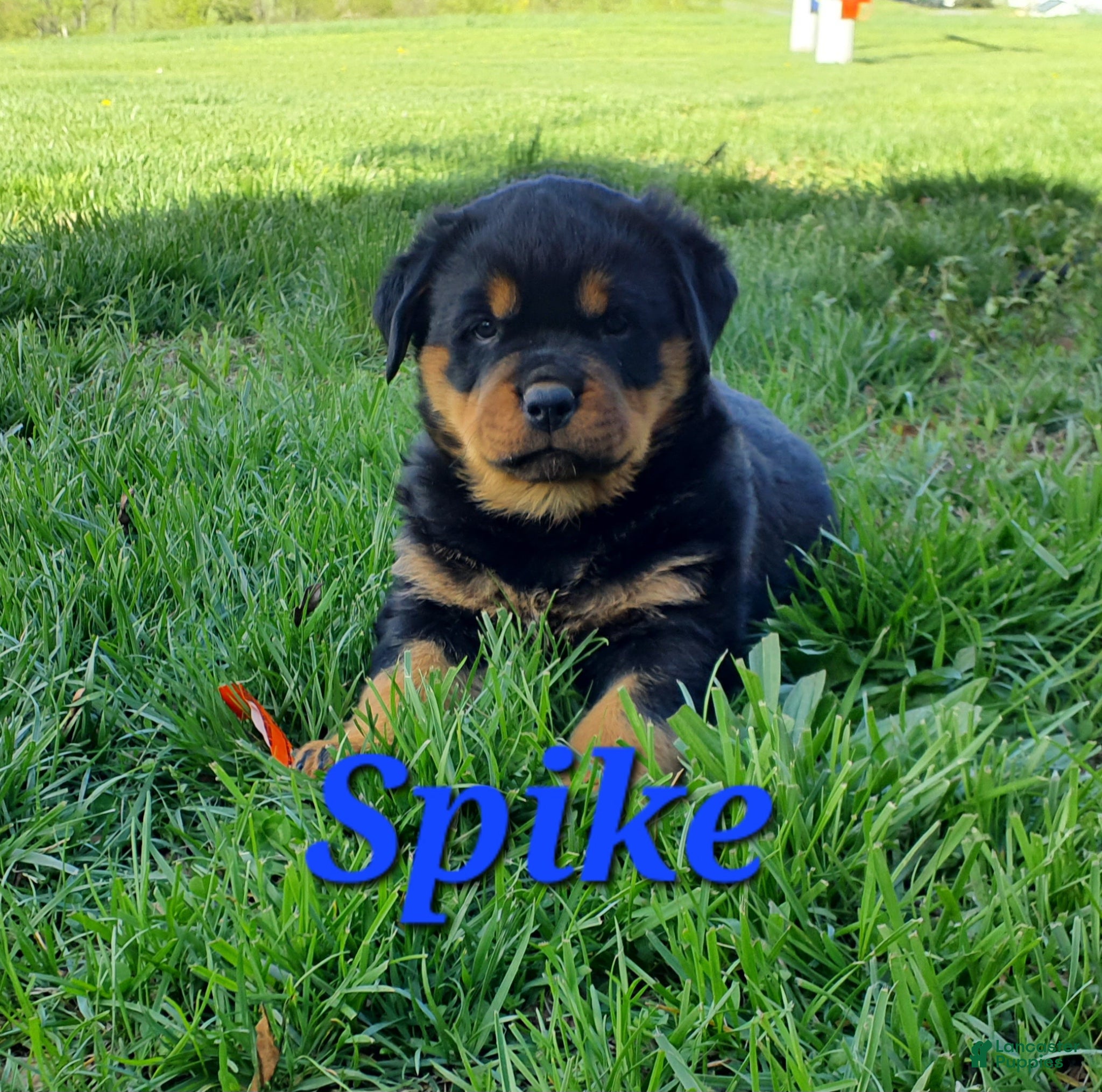 Rottweiler dogs AKC Spike - Ad 2