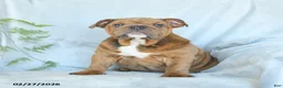 English Bulldog dogs for sale: Sweetheart - Ad 4