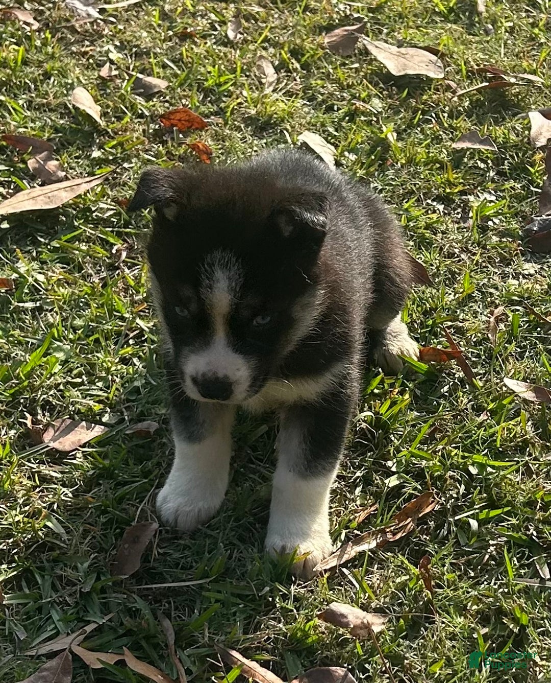 Siberian Husky dogs for sale: Zena - Ad 3