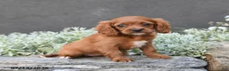 Cavapoo dogs for sale: Daphne - Ad 2