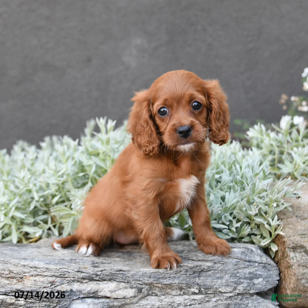 Cavapoo dogs for sale: Daphne - Ad 2