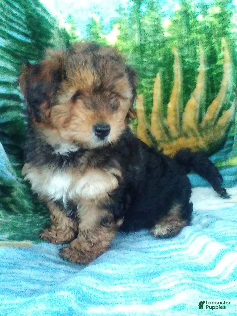 Yorkiepoo dogs Charger - Ad 2