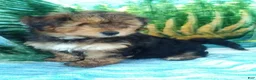 Yorkiepoo dogs for sale: Charger - Ad 2