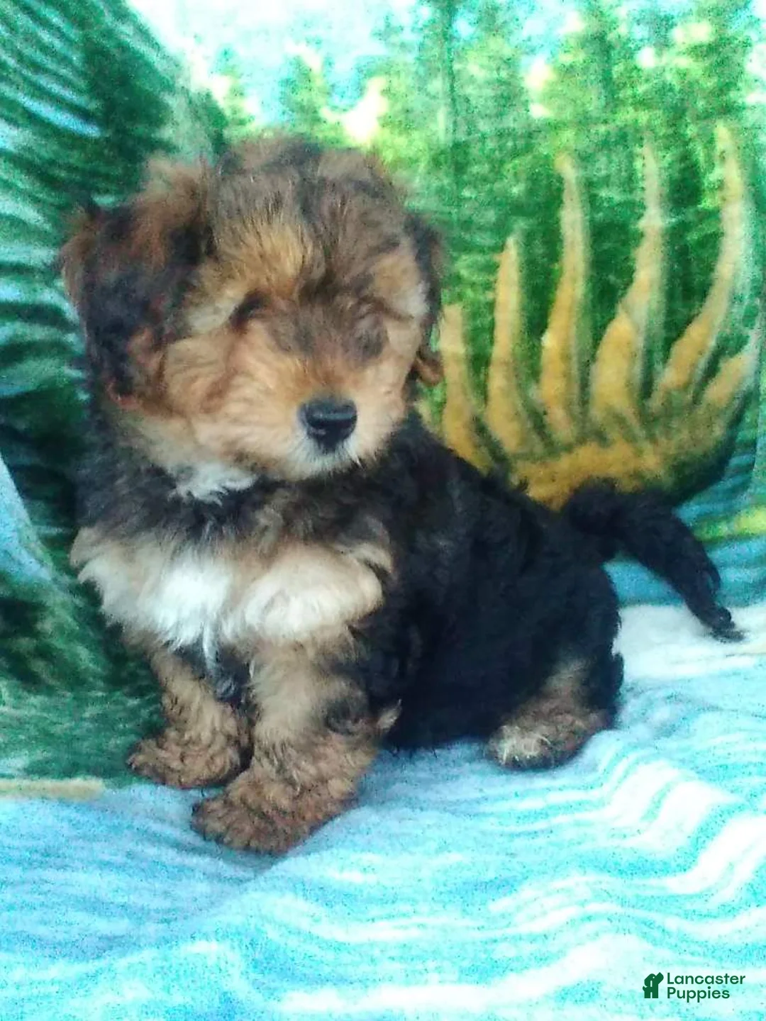 Yorkiepoo dogs for sale: Charger - Ad 2