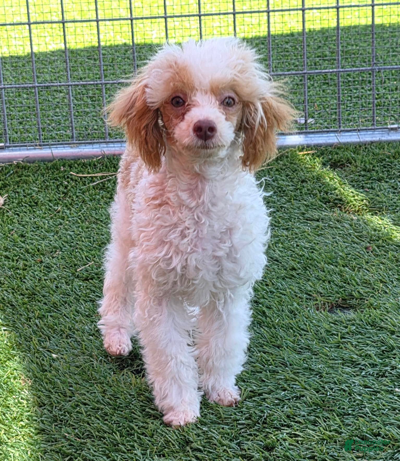 Standard Poodle dogs Elvis - Ad 1