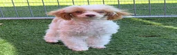 Standard Poodle dogs for sale: Elvis - Ad 1