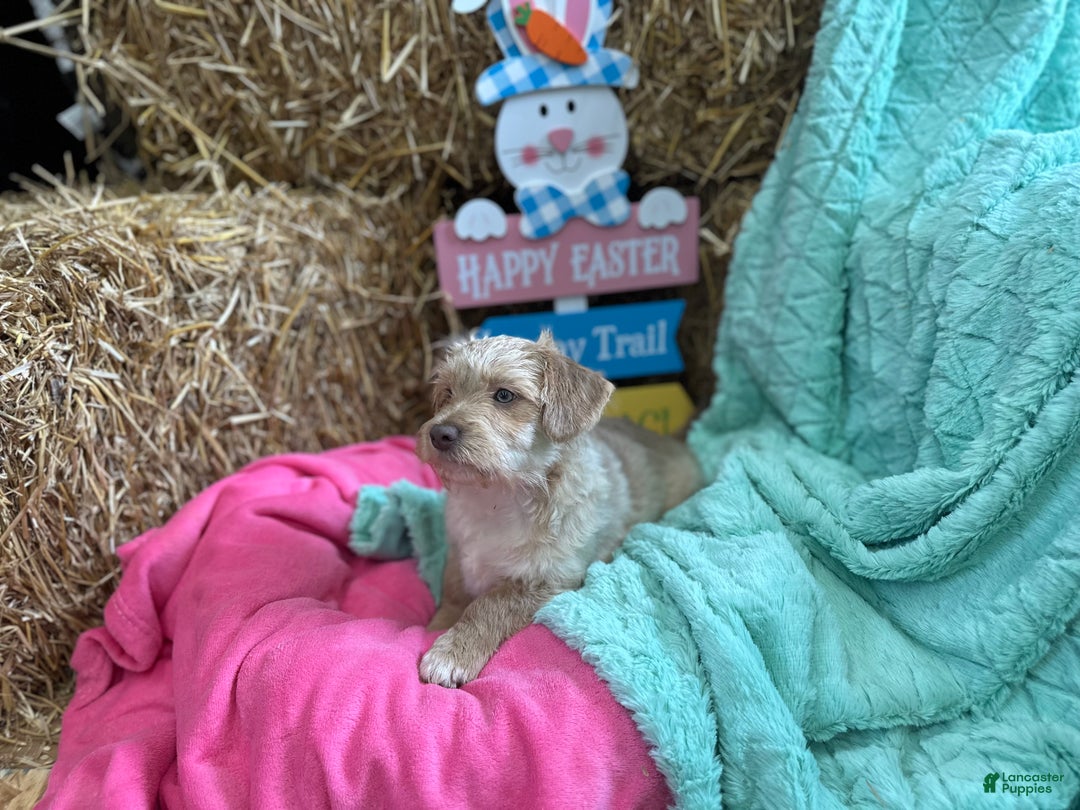 Maltipoo dogs for sale: Mr Rollie - Ad 17