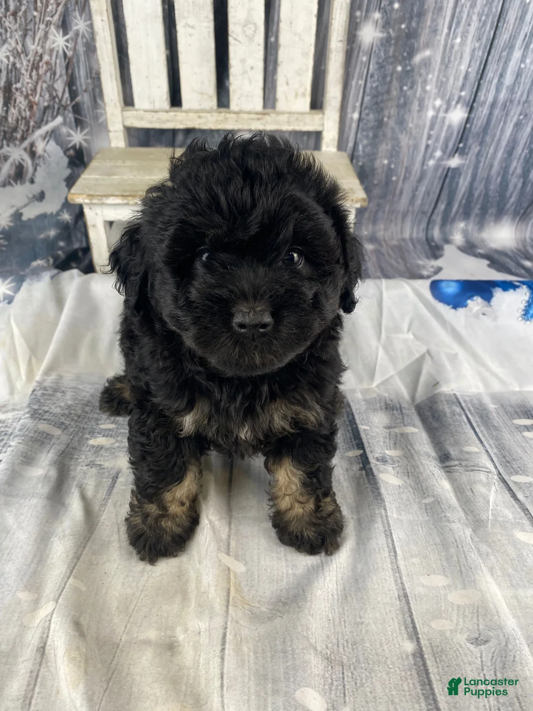 Mini Aussiedoodle dogs for sale: Ilene - Ad 10