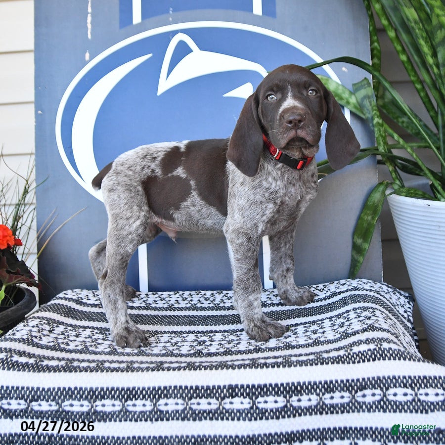 German Shorthaired Pointer dogs Chris - Ad 1