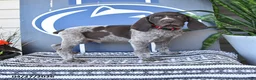 German Shorthaired Pointer dogs for sale: Chris - Ad 1