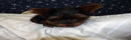 Yorkshire Terrier dogs for sale: Joey - Ad 6
