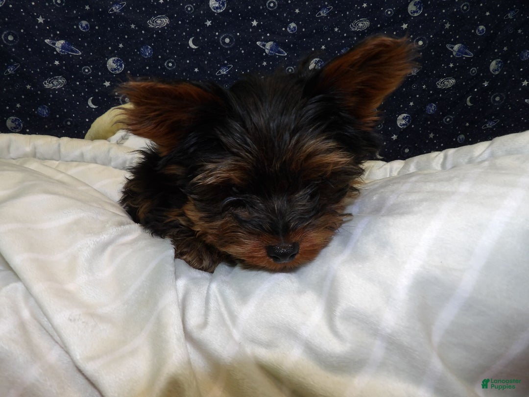 Yorkshire Terrier dogs for sale: Joey - Ad 6