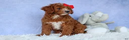 Cavapoo dogs for sale: TUCKER - Ad 11
