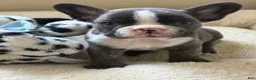 French Bulldog dogs for sale: French Bulldog 1 - Ad 1