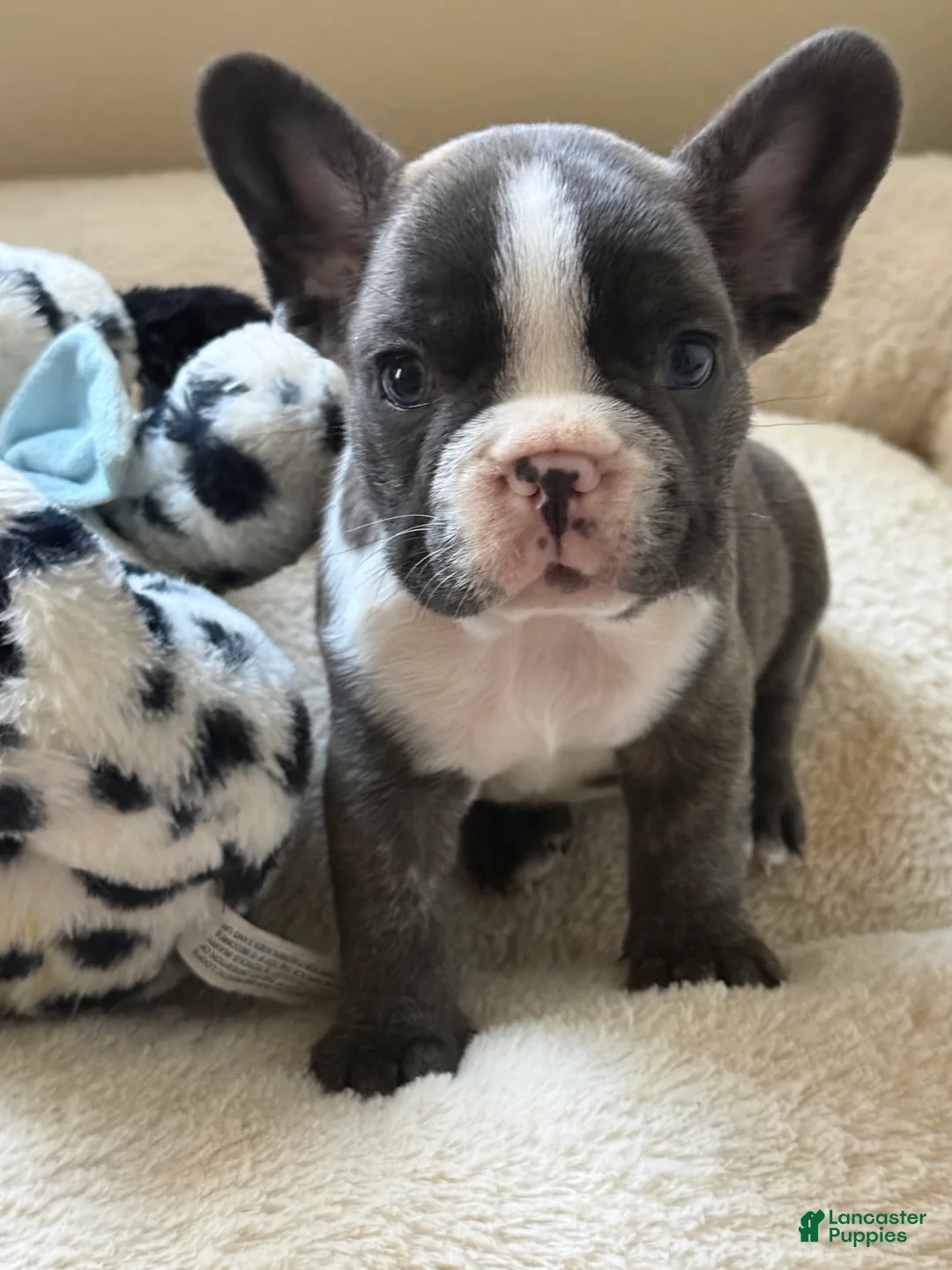 French Bulldog dogs for sale: French Bulldog 1 - Ad 1