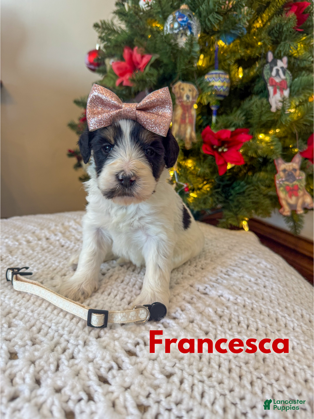Mixed Breed dogs for sale: Francesca - Ad 1