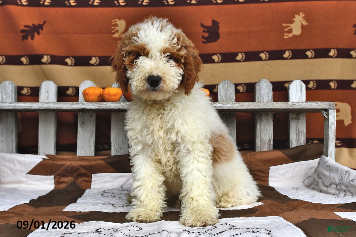 Goldendoodle dogs Drew - Ad 1