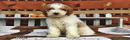 Goldendoodle dogs for sale: Drew - Ad 1