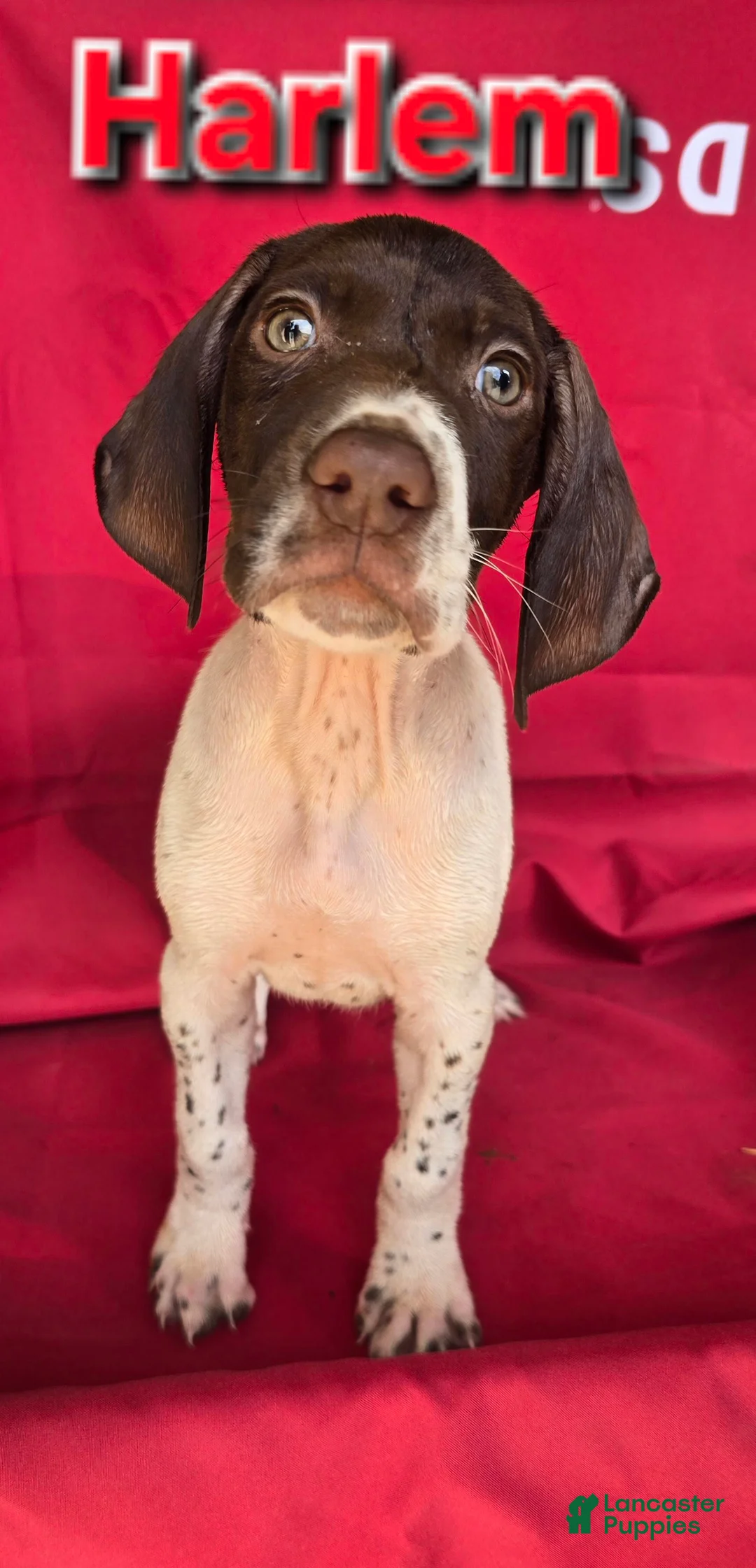 German Shorthaired Pointer dogs for sale: German Shorthaired Pointer Puppy 2 - Ad 1