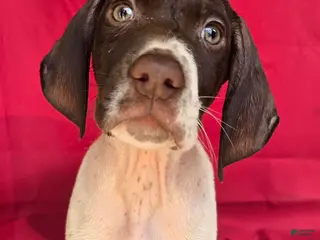 German Shorthaired Pointer dogs German Shorthaired Pointer Puppy 2 - Ad 22