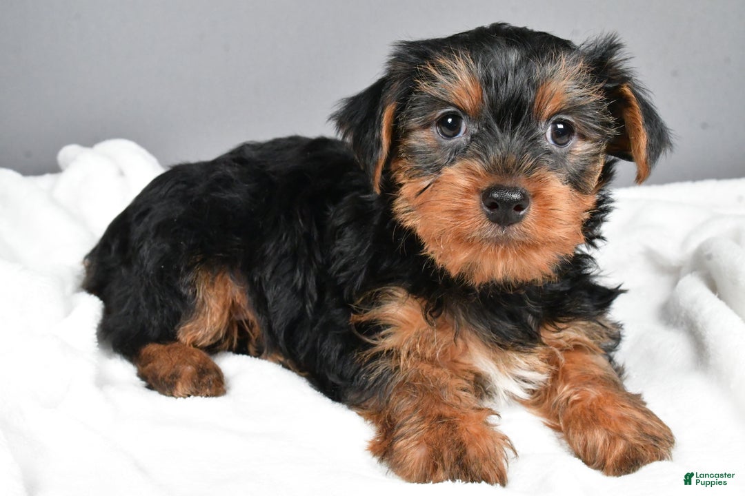 Yorkshire Terrier dogs for sale: Marcey - Ad 3