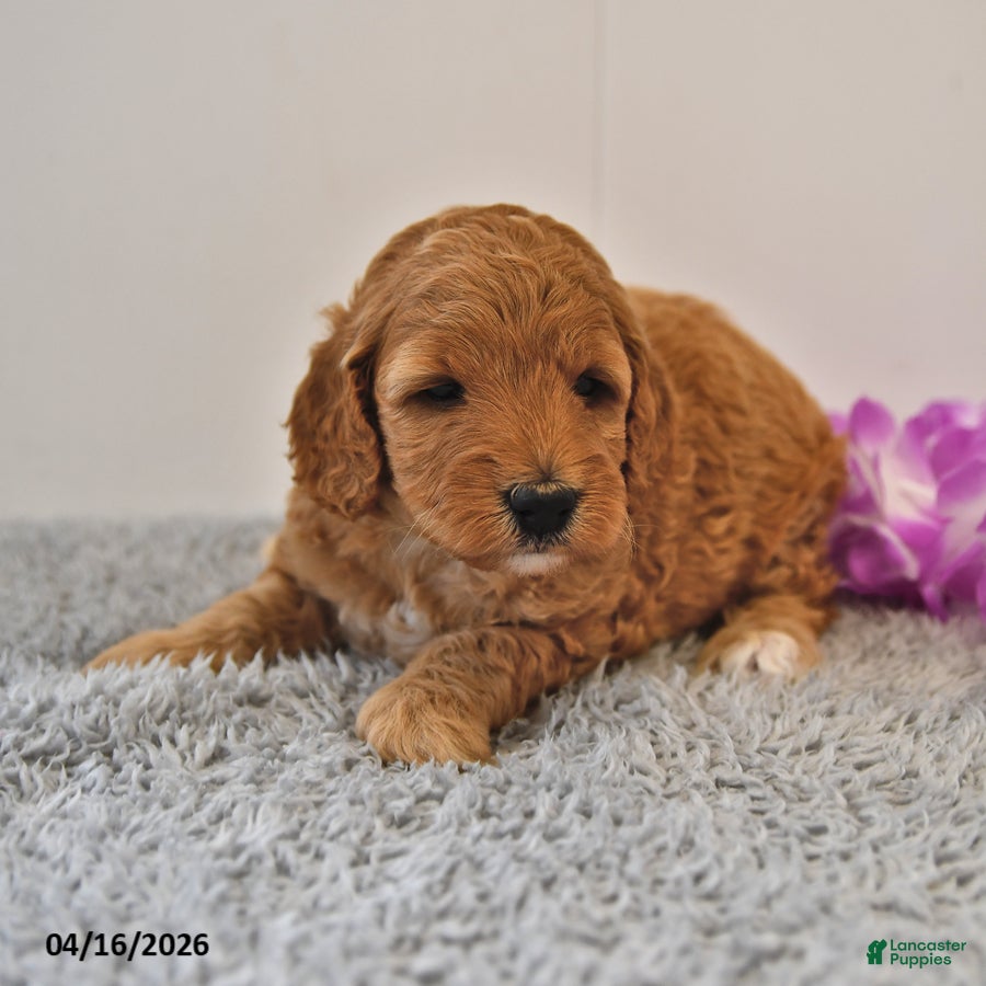 Mini Goldendoodle dogs Sasha - Ad 2