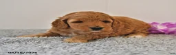 Mini Goldendoodle dogs for sale: Sasha - Ad 6