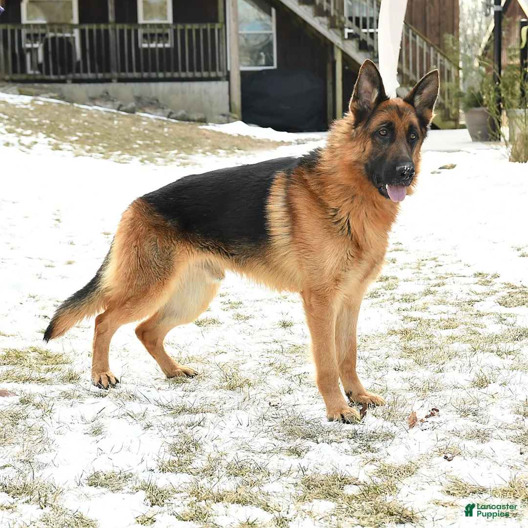 German Shepherd dogs for sale: Tinker - Ad 5