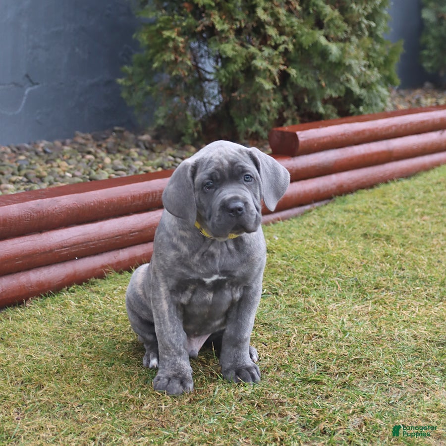 Cane Corso dogs Gunner - Ad 1