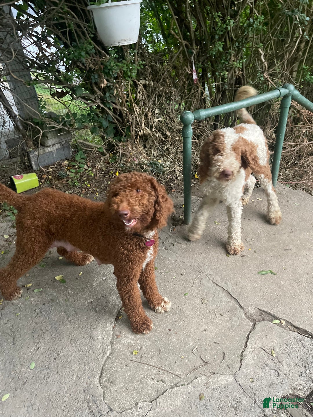 Standard Poodle dogs for sale: Standard Poodle Puppy 1 - Ad 6