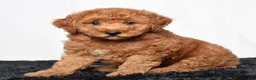 Mini Goldendoodle dogs for sale: Remi - Ad 5