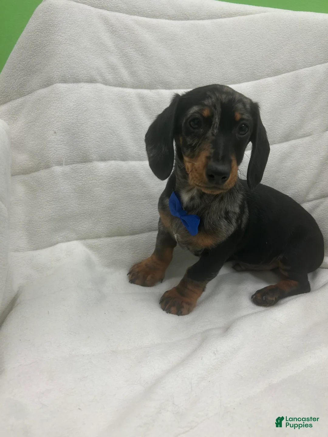 Miniature Dachshund dogs for sale: Miniature Dachshund Puppy 1 - Ad 3