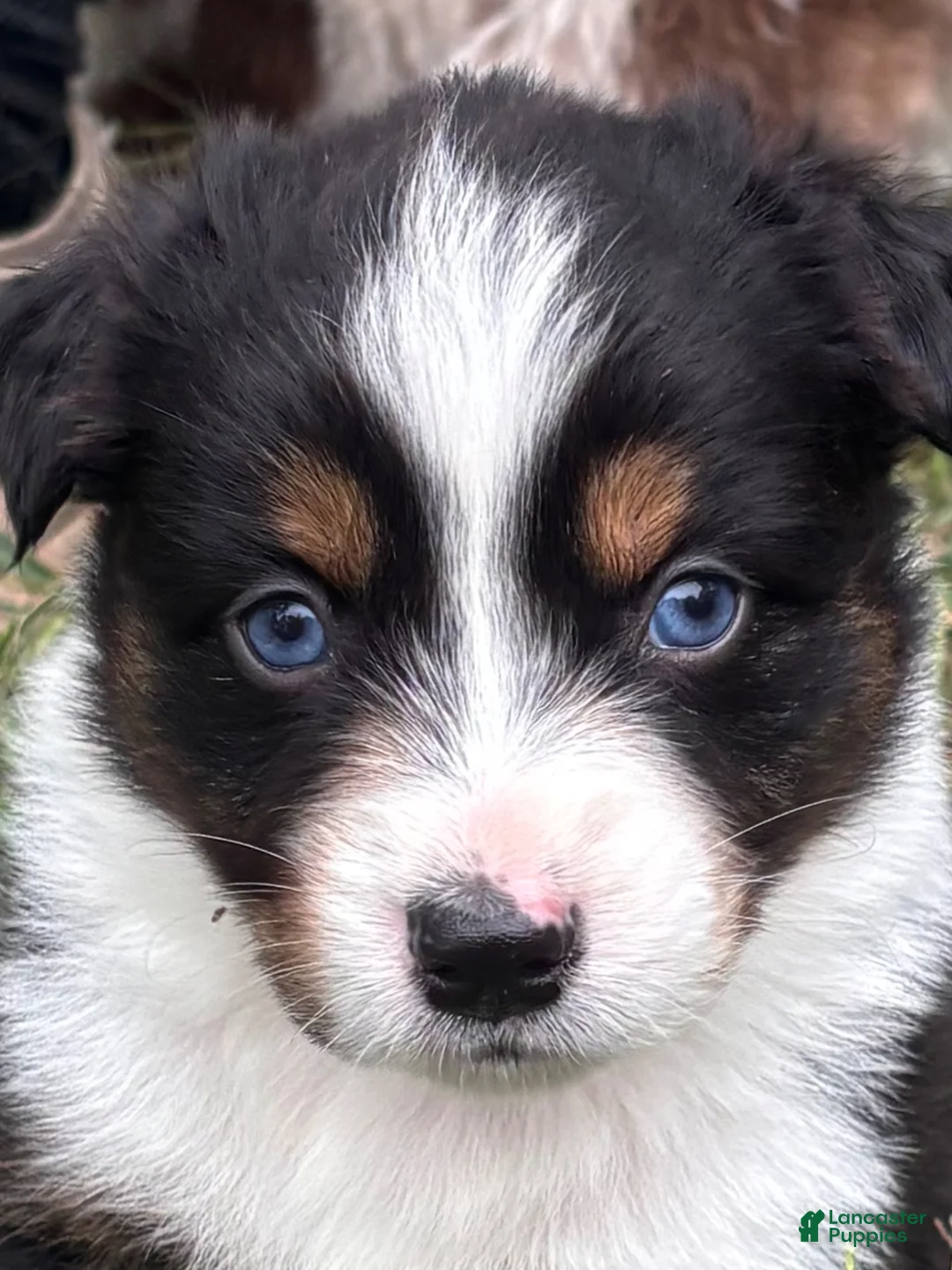 Australian Shepherd dogs for sale: Australian Shepherd 4 - Ad 2