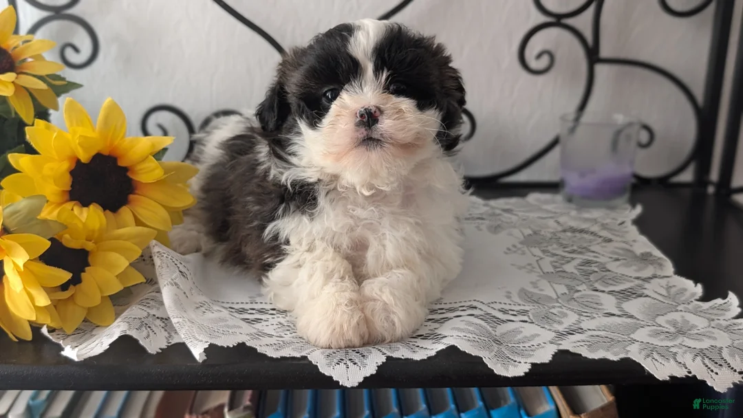 Teddy Bear dogs for sale: Ivy - Ad 9