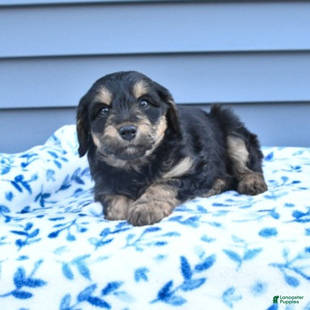 Mixed Breed dogs for sale: Alice - Ad 4