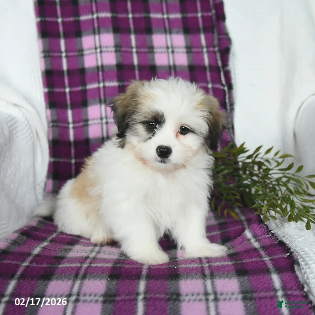 Teddy Bear dogs for sale: Waldo - Ad 3