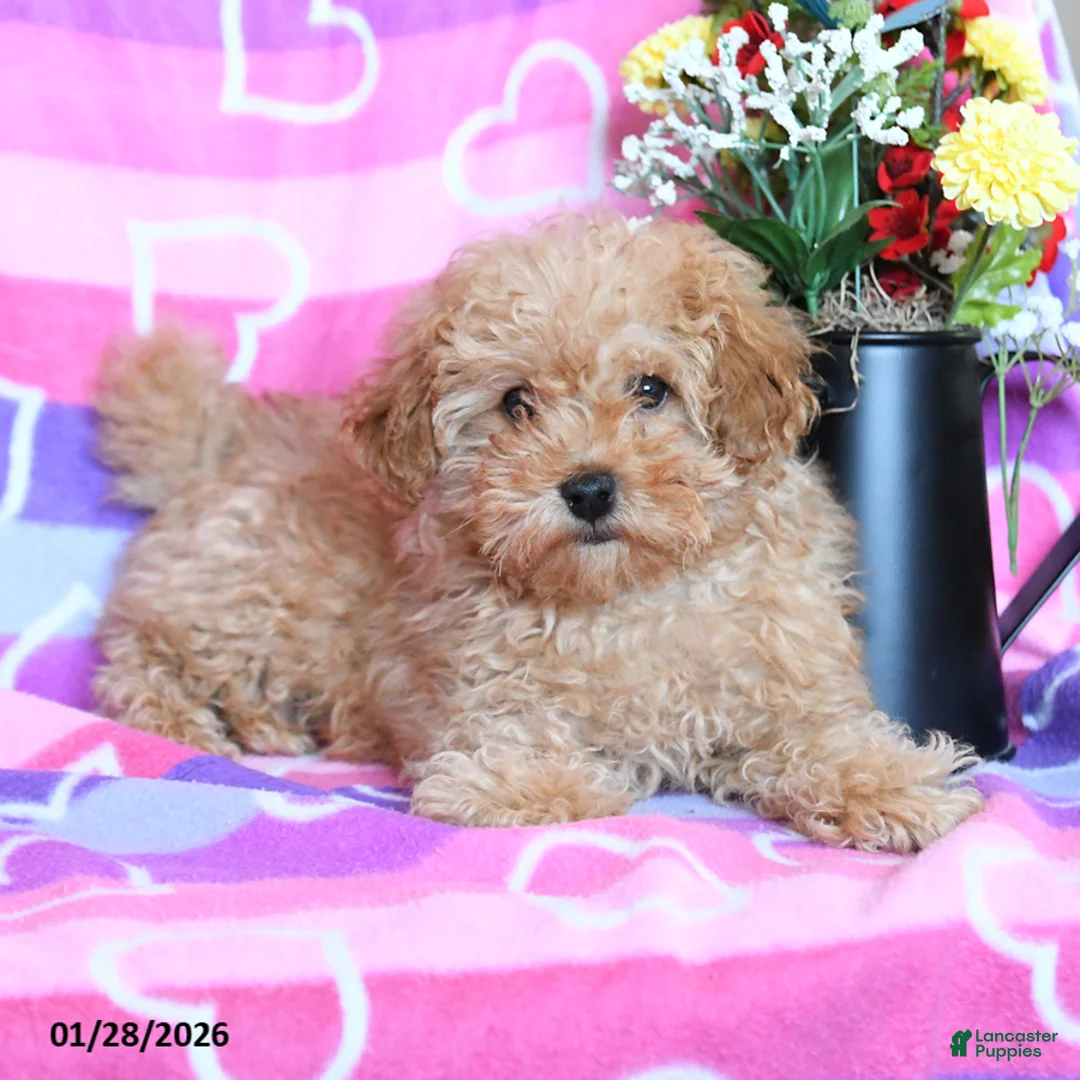 Toy Poodle dogs for sale: Teddy - Ad 2