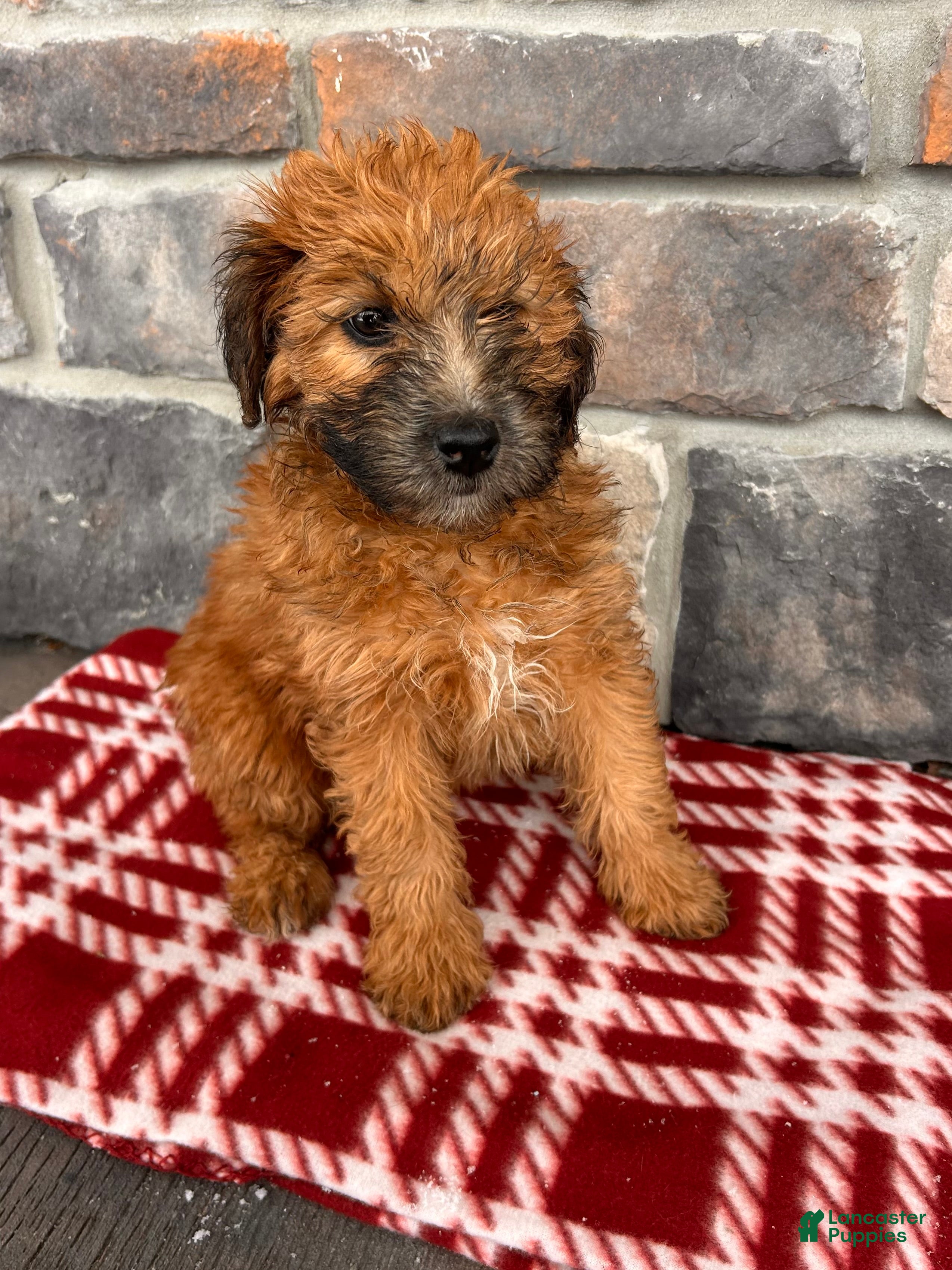 Whoodle dogs Eden - Ad 2