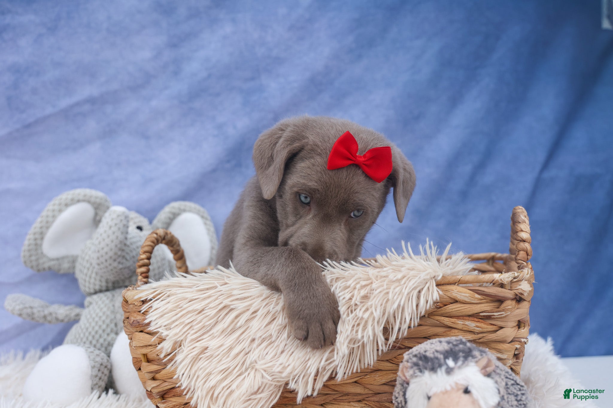 Labrador Retriever dogs KEITH - Ad 1