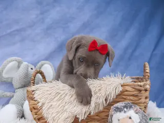 Labrador Retriever dogs for sale: KEITH - Ad 2