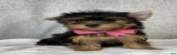 Yorkshire Terrier dogs for sale: Dolly - Ad 2