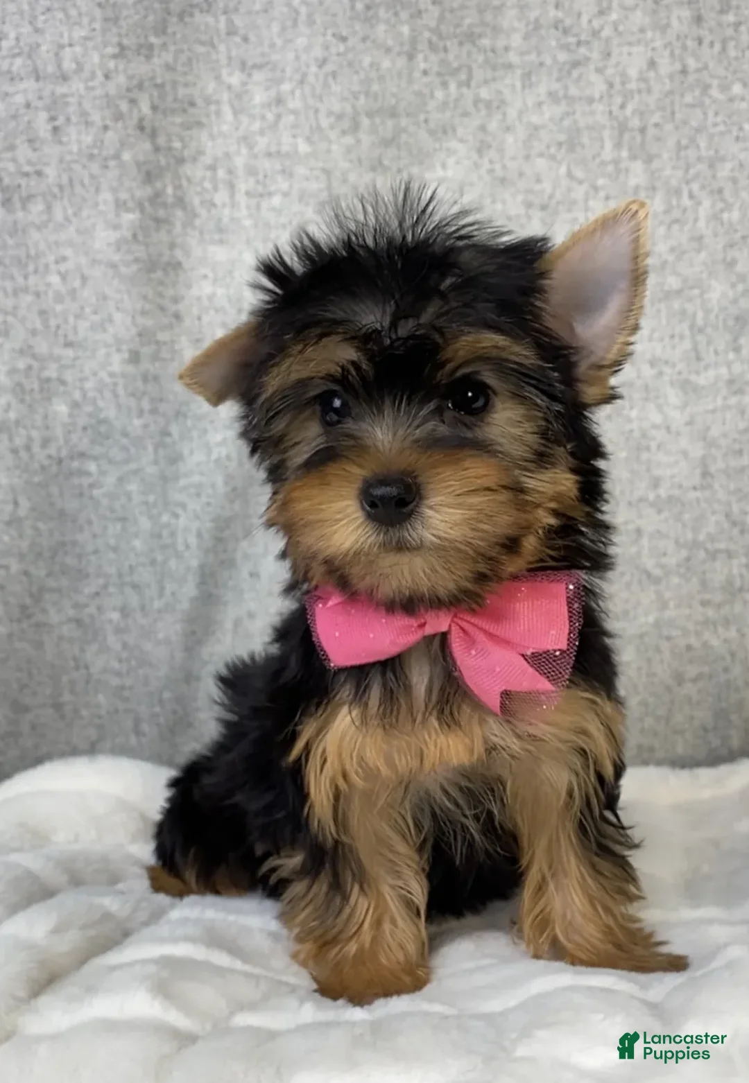 Yorkshire Terrier dogs for sale: Dolly - Ad 2