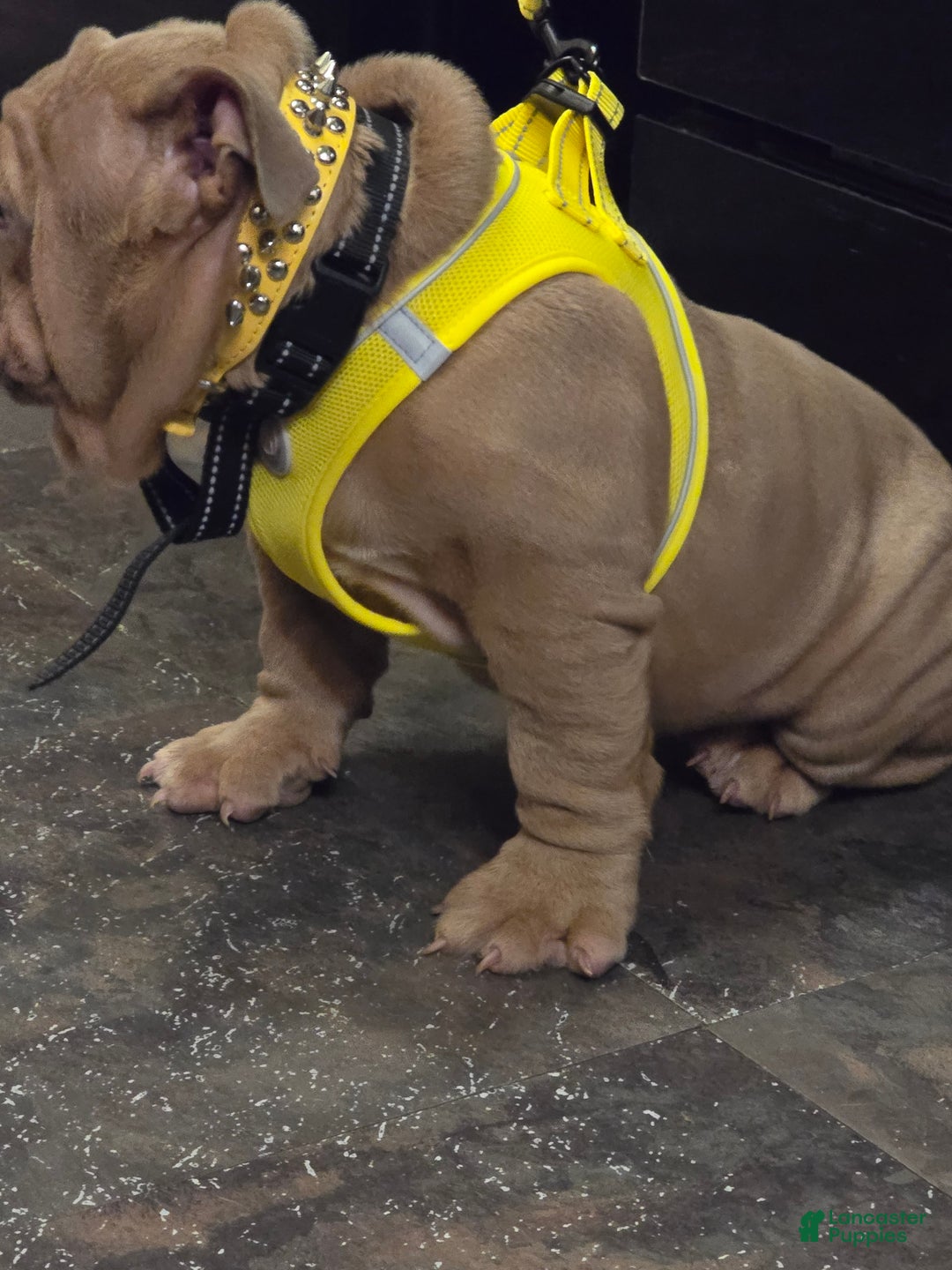 English Bulldog dogs for sale: Beatz  - Ad 8