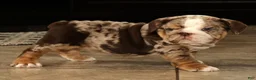 English Bulldog dogs for sale: Dozer - Ad 9