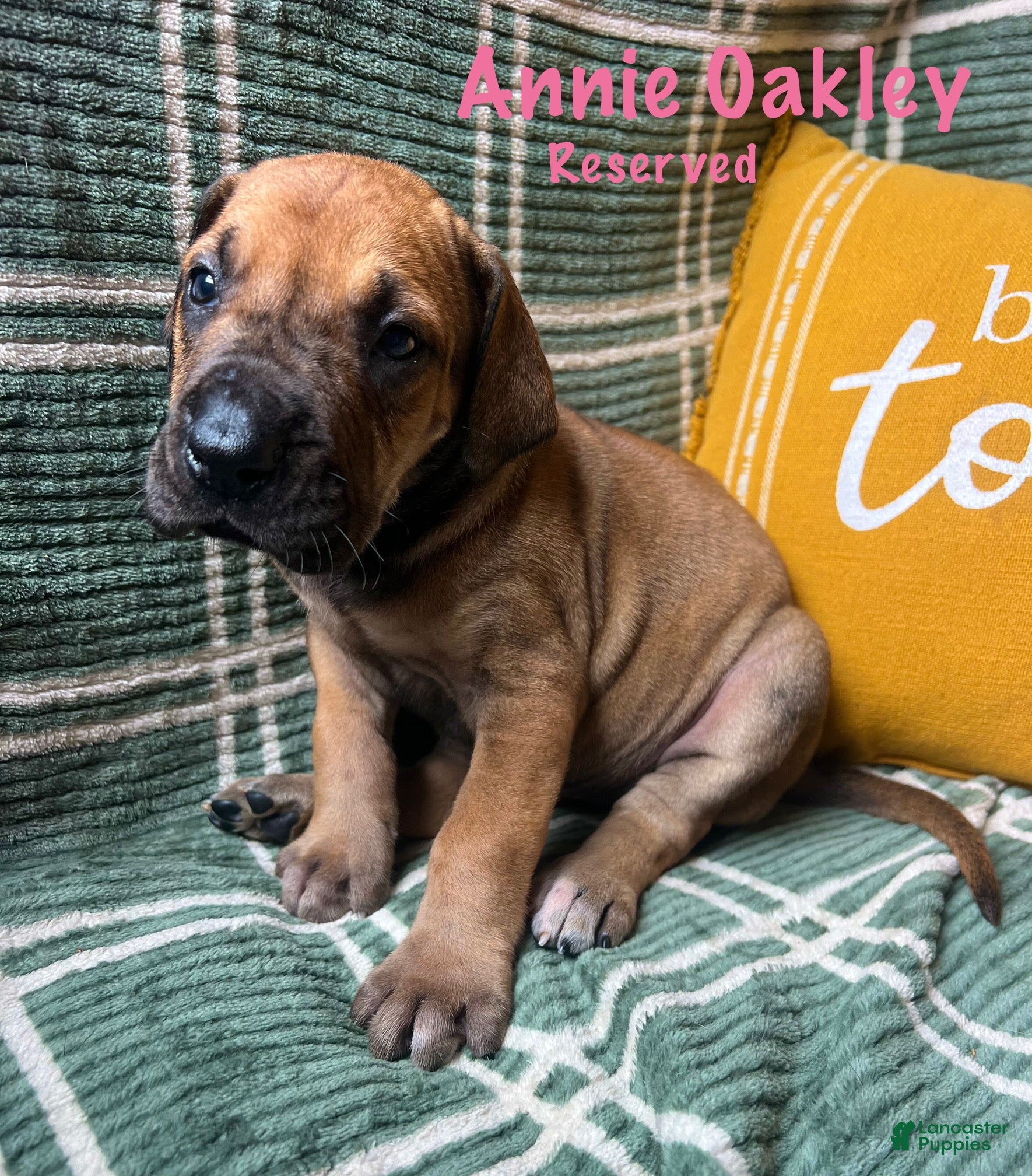 Great Dane dogs Annie Oakley - Ad 25