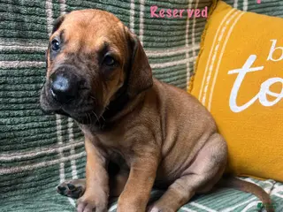 Great Dane dogs Annie Oakley - Ad 40