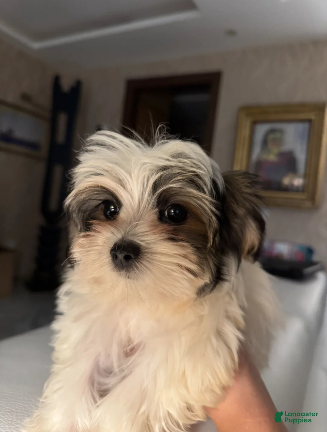 Morkie dogs for sale: Ken - Ad 4