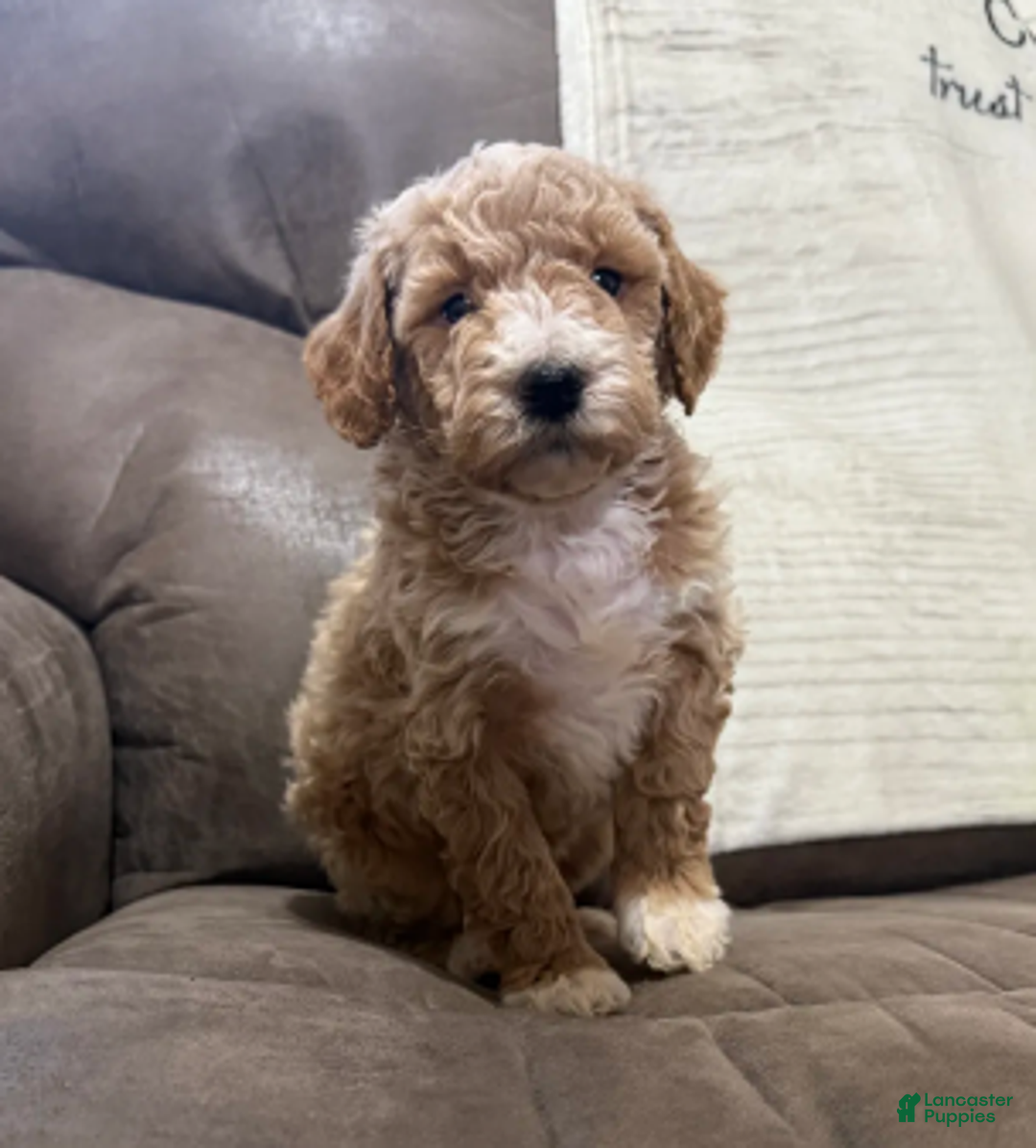 Miniature Poodle dogs for sale: Tucker - Ad 5